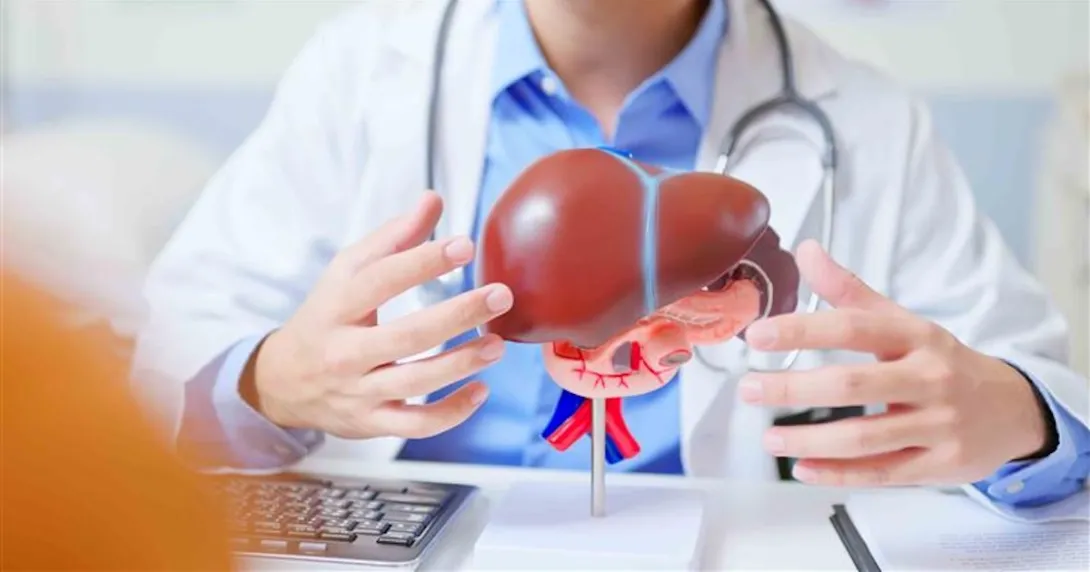 Doctor sitting down and holding a model of a liver
